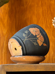 Orange Poppy - Planter