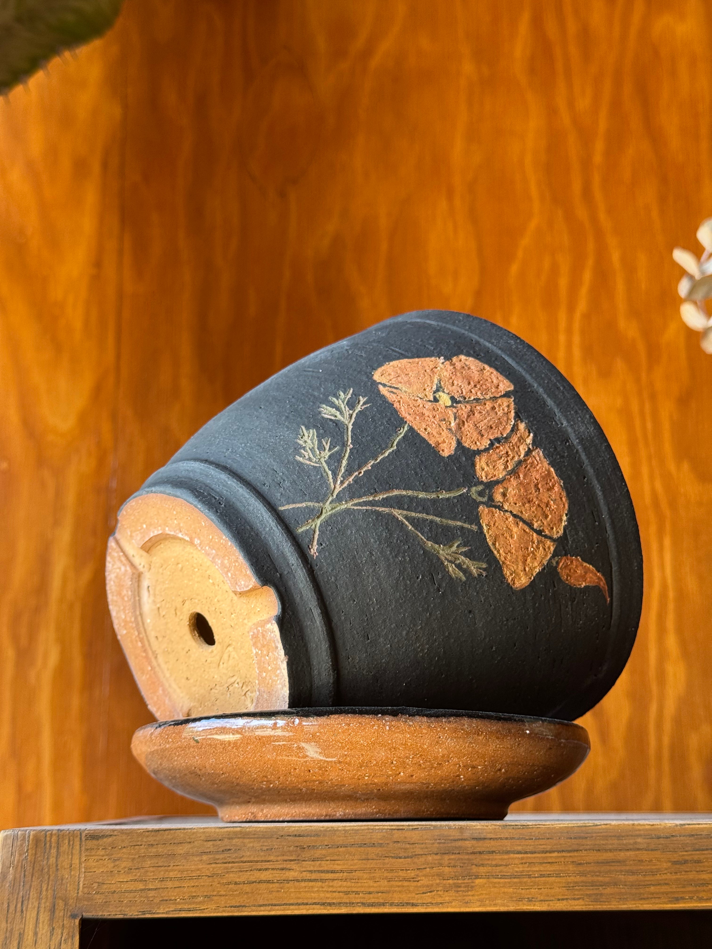 Orange Poppy - Planter